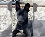 Small #1 Mutt