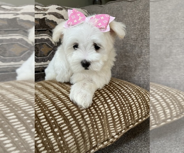 Medium Photo #7 Maltese Puppy For Sale in RICHMOND, IL, USA