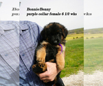 Small Photo #21 German Shepherd Dog Puppy For Sale in CHRISNEY, IN, USA