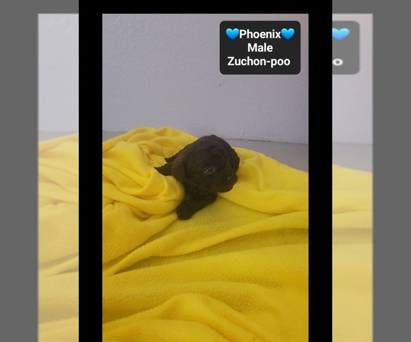 Medium Photo #3 Poodle (Toy)-Zuchon Mix Puppy For Sale in TUCSON, AZ, USA