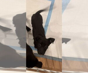 Border Collie-Unknown Mix Dogs for adoption in Dana Point, CA, USA