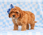 Image preview for Ad Listing. Nickname: Ross