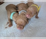Small #4 Vizsla