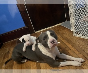 American Pit Bull Terrier Puppy for sale in ZANESVILLE, OH, USA