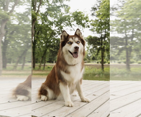 Medium Photo #5 Siberian Husky Puppy For Sale in Carrollton, TX, USA