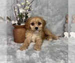 Small #4 Cavapoo (Standard)
