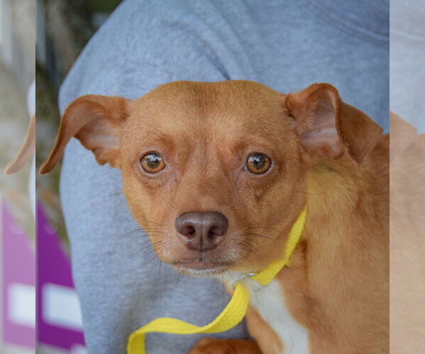 Medium Photo #2 Italian Greyhuahua Puppy For Sale in Huntley, IL, USA