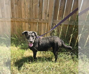 Labrador Retriever-Unknown Mix Dogs for adoption in Jackson, MS, USA