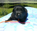 Small #4 German Shepherd Dog