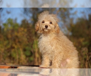 ShihPoo Puppy for Sale in DYERSBURG, Tennessee USA