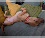 Small #4 Mutt