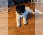 Small Photo #5 Border Collie Puppy For Sale in OAK HARBOR, WA, USA