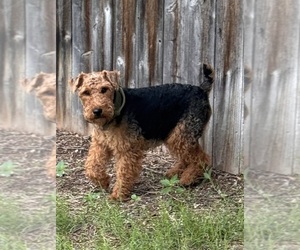 Father of the Welsh Terrier puppies born on 05/30/2026