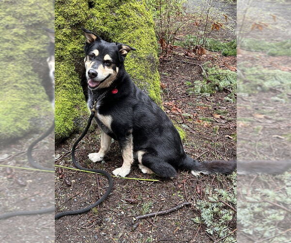 Medium Photo #10 Mutt Puppy For Sale in Bellingham, WA, USA