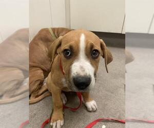 American Staffordshire Terrier Dogs for adoption in HESPERIA, CA, USA