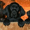 Small Photo #11 Vizsla-Weimaraner Mix Puppy For Sale in MILLBROOK, AL, USA