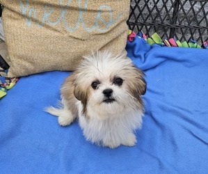 Shih Tzu Puppy for sale in WALSH, IL, USA