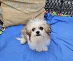 Small Shih Tzu