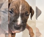 Small Photo #12 American Pit Bull Terrier-Black Mouth Cur Mix Puppy For Sale in QUAKER HILL, CT, USA