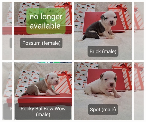 Medium Photo #3 American Bully Puppy For Sale in SHINGLE SPRINGS, CA, USA