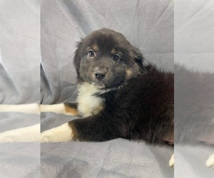 Miniature Australian Shepherd Puppy for sale in BROOKER, FL, USA