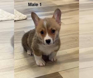 Pembroke Welsh Corgi Puppy for sale in GUTHRIE, KY, USA