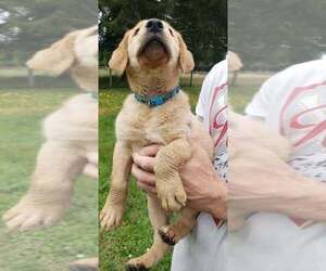 Labrador Retriever Puppy for sale in OLYMPIA, WA, USA