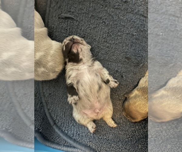 Medium Photo #5 French Bulldog Puppy For Sale in MICANOPY, FL, USA