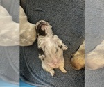 Small #4 French Bulldog