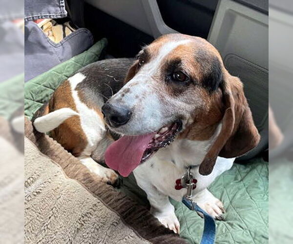 Medium Photo #4 Basset Hound Puppy For Sale in Deepwater, NJ, USA