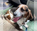 Small #3 Basset Hound