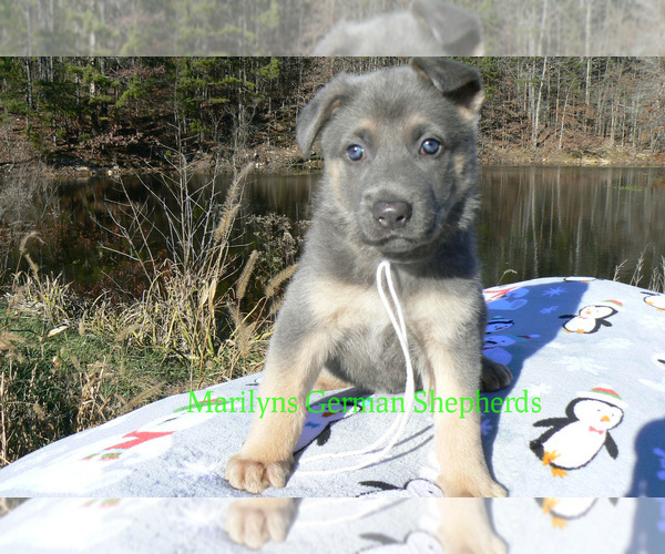Medium Photo #1 German Shepherd Dog Puppy For Sale in PIEDMONT, MO, USA