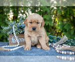 Small #1 Golden Retriever