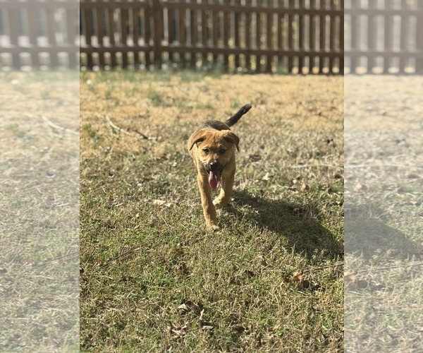Medium Photo #2 Australian Shepherd-Unknown Mix Puppy For Sale in Holly Springs, NC, USA