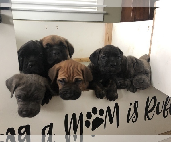 Medium Photo #1 Cane Corso Puppy For Sale in ERDA, UT, USA