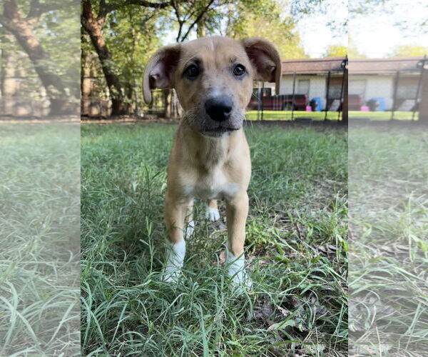 Medium Photo #15 Shepradors Puppy For Sale in McKinney, TX, USA