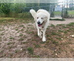 Small #3 Great Pyrenees