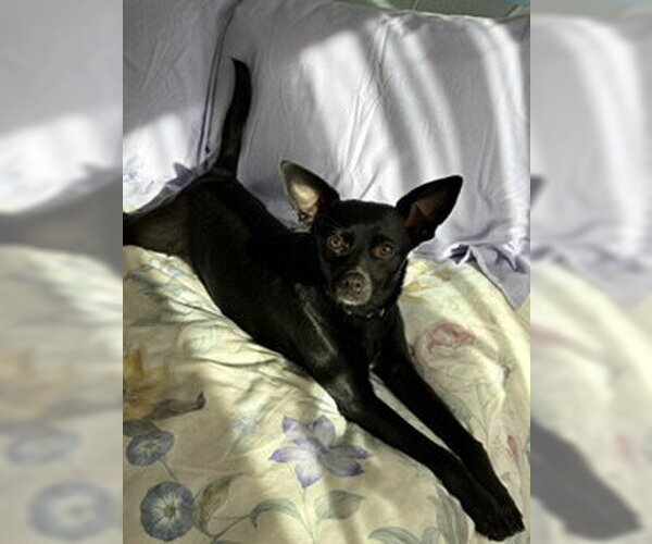 Medium Photo #7 Chihuahua-Unknown Mix Puppy For Sale in Alexandria, KY, USA