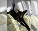 Small Photo #7 Chihuahua-Unknown Mix Puppy For Sale in Alexandria, KY, USA