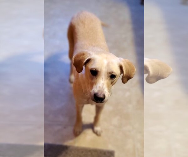 Medium Photo #9 Labrador Retriever-Unknown Mix Puppy For Sale in Plymouth, MN, USA