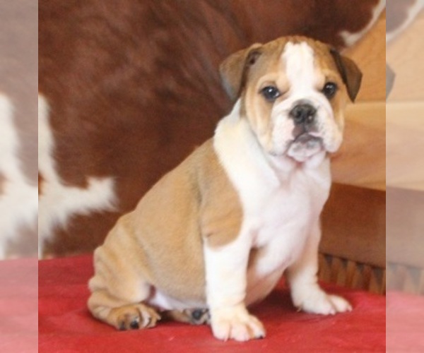 Medium Photo #5 English Bulldog Puppy For Sale in MARSHFIELD, MO, USA