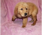 Small #8 Golden Retriever