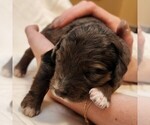 Small #4 F2 Aussiedoodle