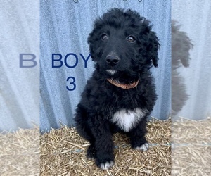 F2 Aussiedoodle Puppy for sale in LAKE ODESSA, MI, USA
