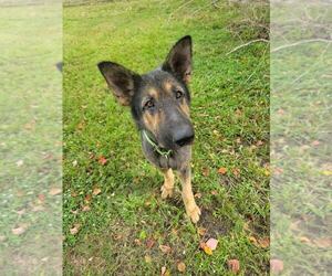 Paul Mccartney - Male German Shepherd Dog Dog for Adoption - Photo #4