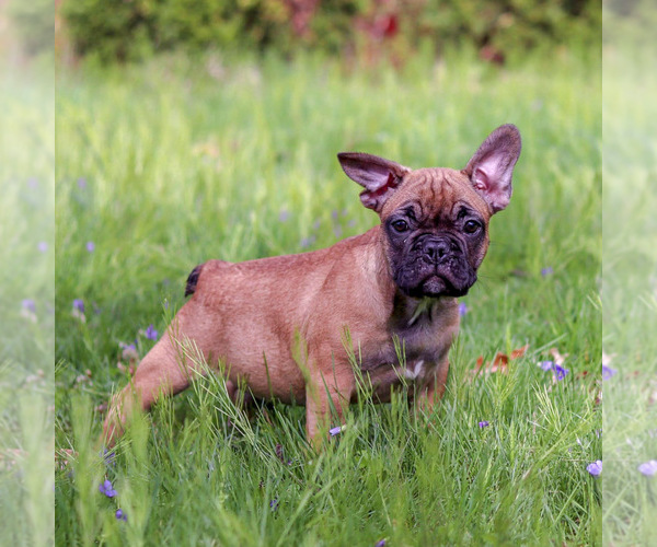 Medium Photo #1 French Bulldog Puppy For Sale in NEEDHAM, MA, USA