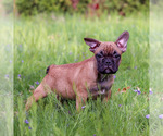 Small Photo #1 French Bulldog Puppy For Sale in NEEDHAM, MA, USA