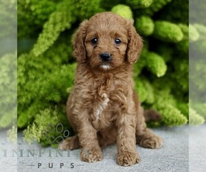 Cavapoo Puppy for sale in PARADISE, PA, USA