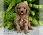 Small Cavapoo