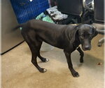 Small #1 Great Dane Mix